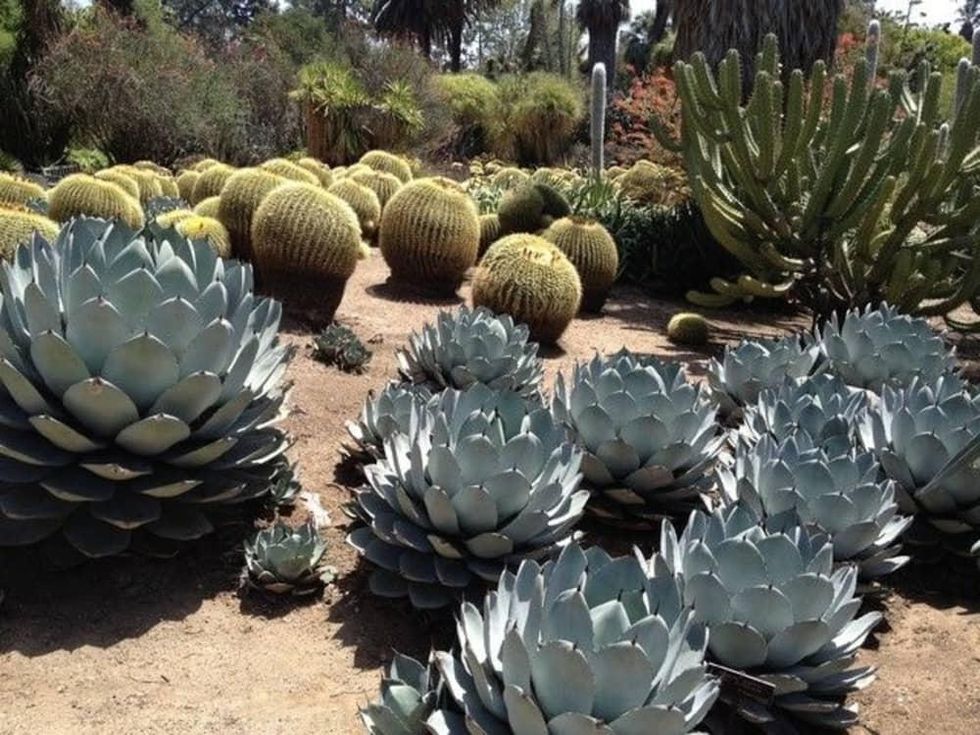 Houzz succulent garden