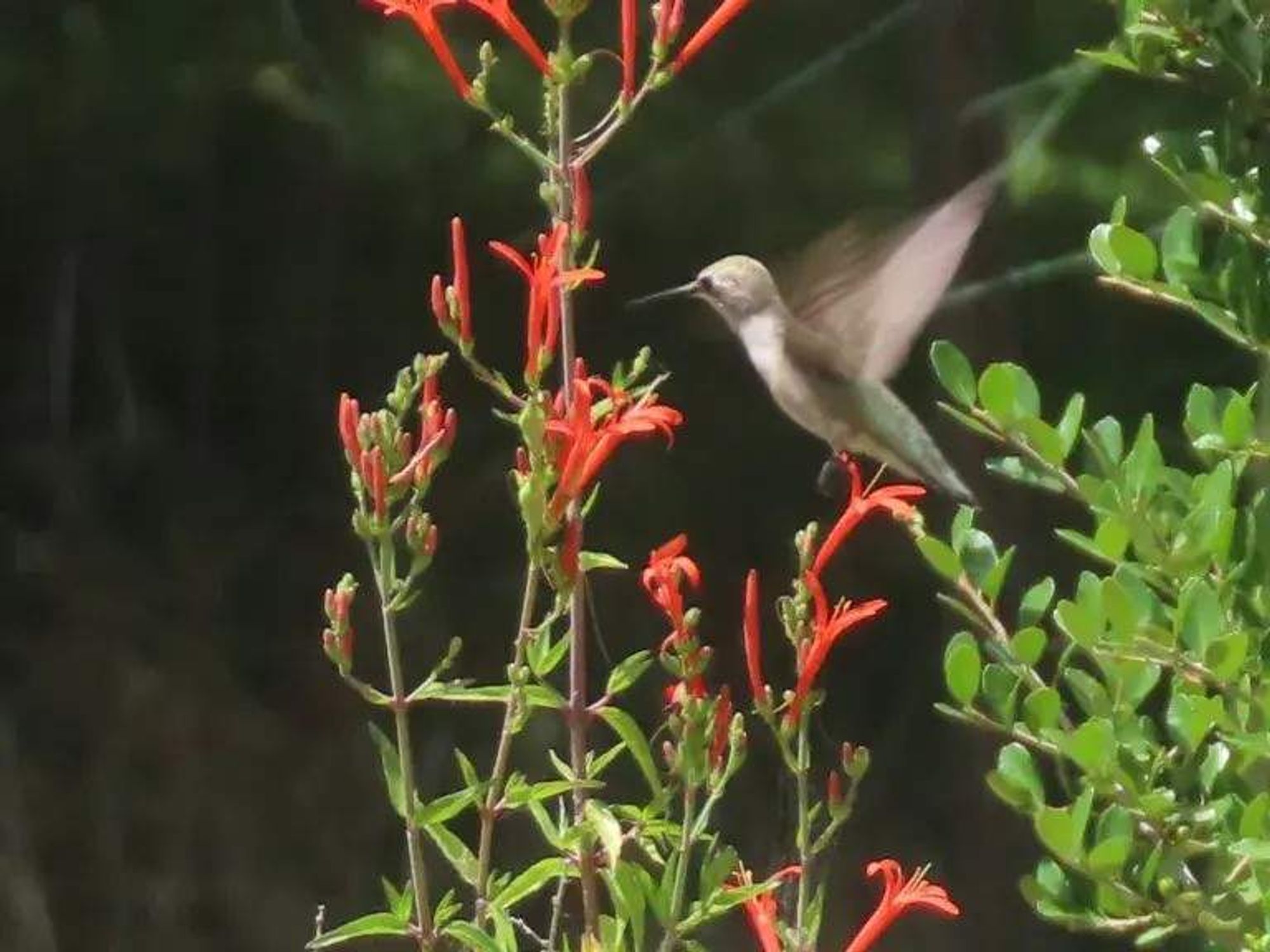 Hummingbird Flame Acanthus Texas native plant