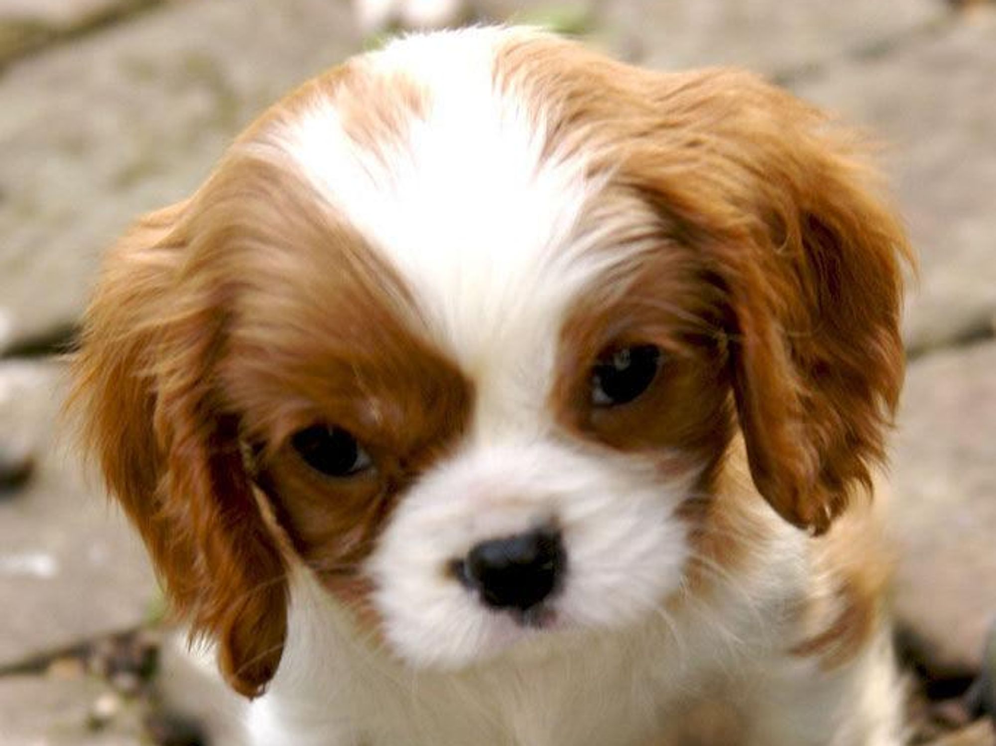 isabella national puppy day