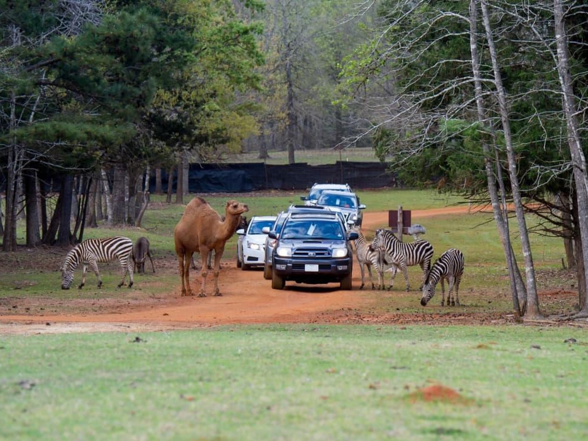 jacksonville drive-thru safari