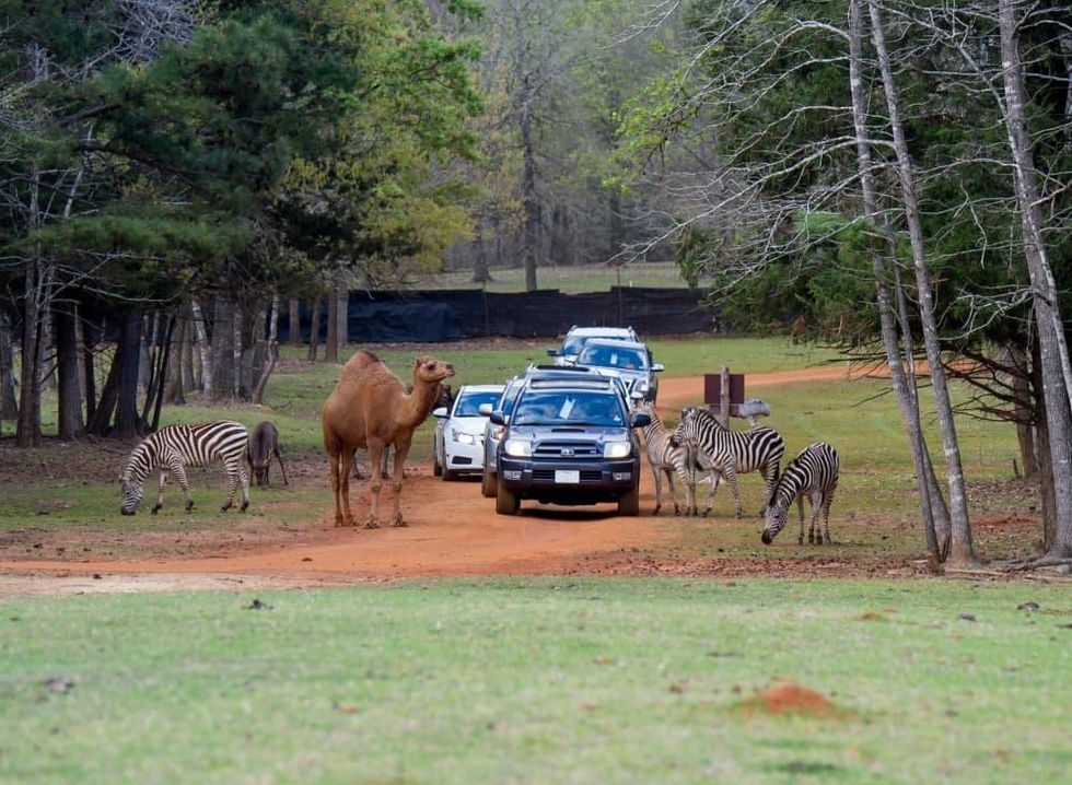 jacksonville drive-thru safari