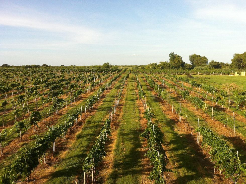 Joel, Messina Hof, July 2012, vineyard