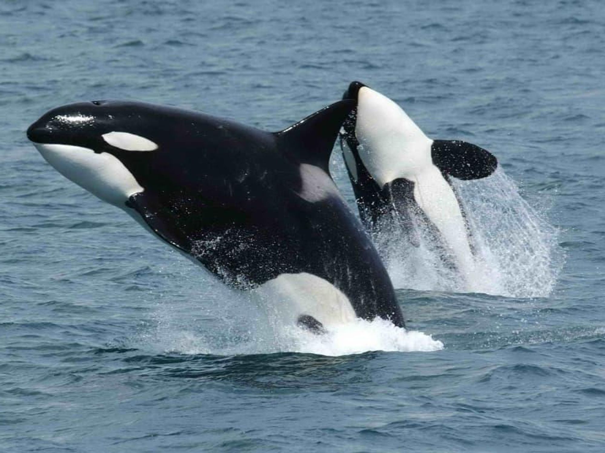 killer whales orca water ocean jumping
