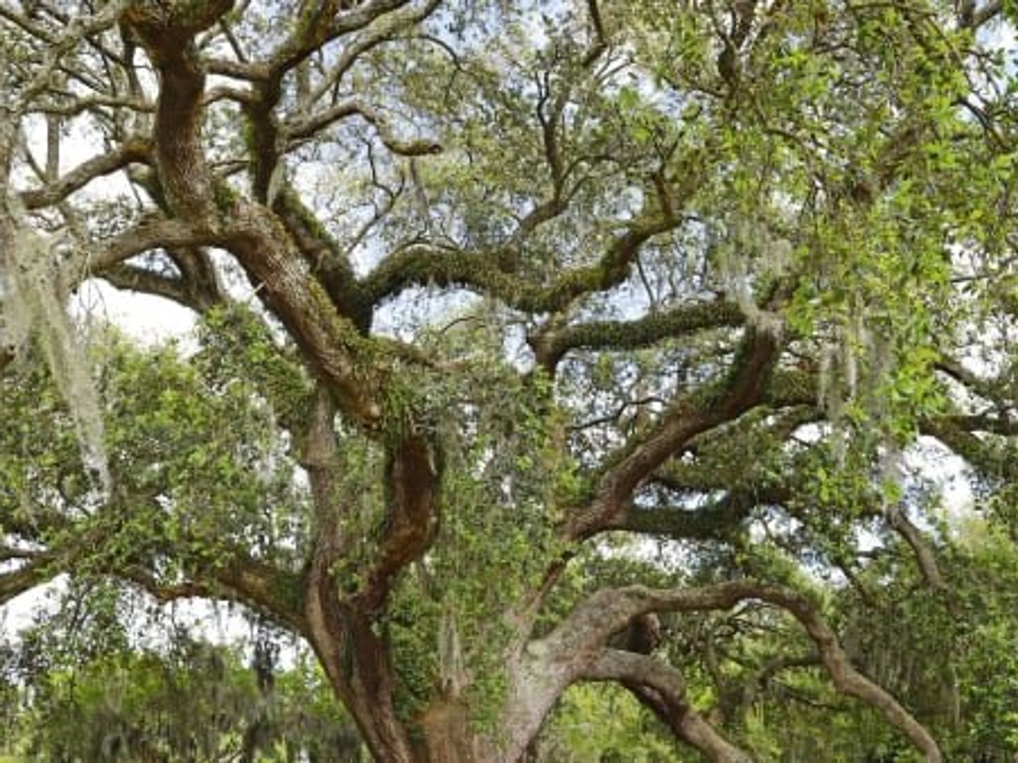 Live oak tree