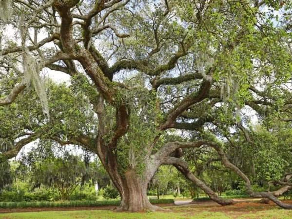 Live oak tree