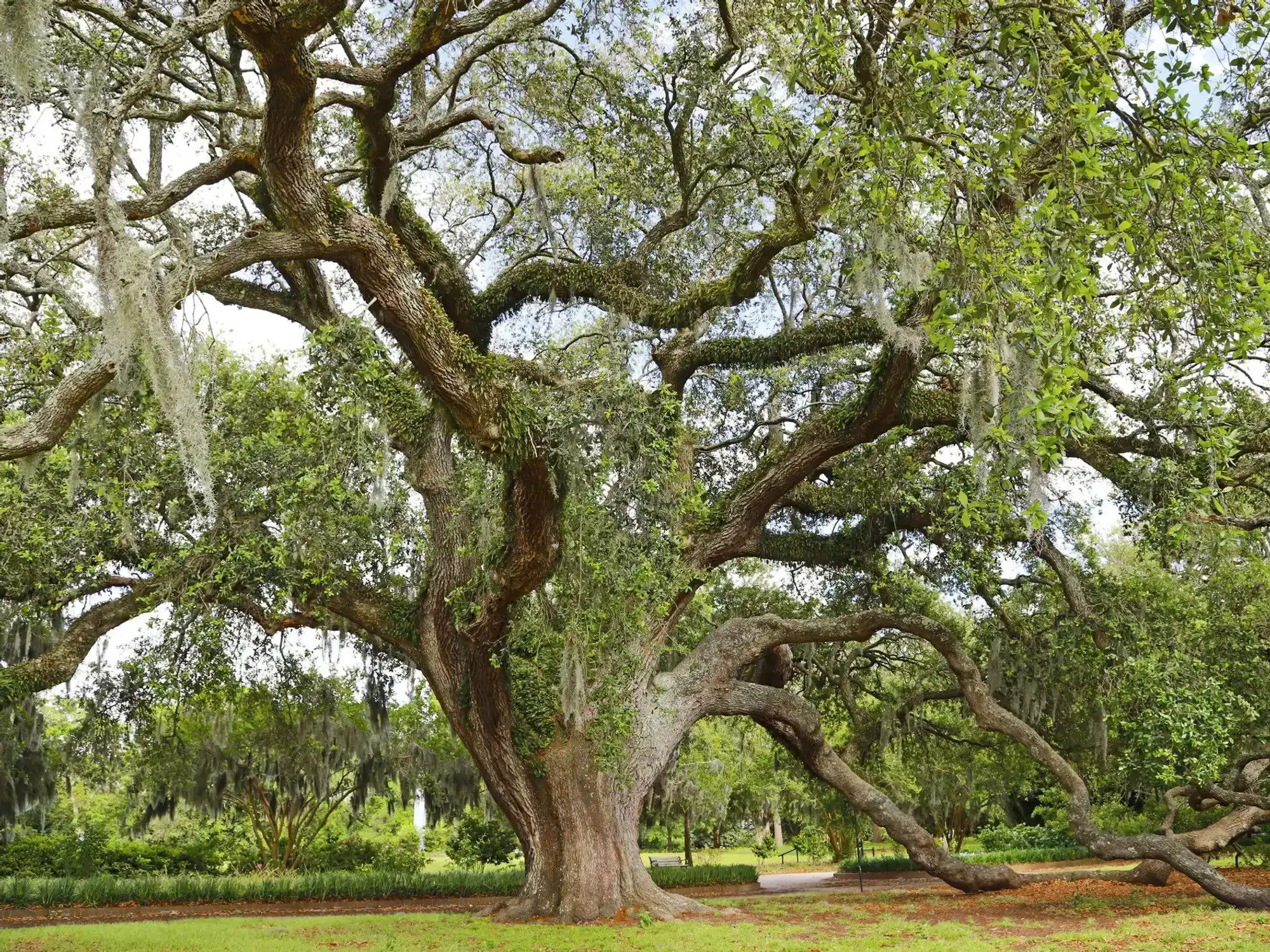 Live oak tree
