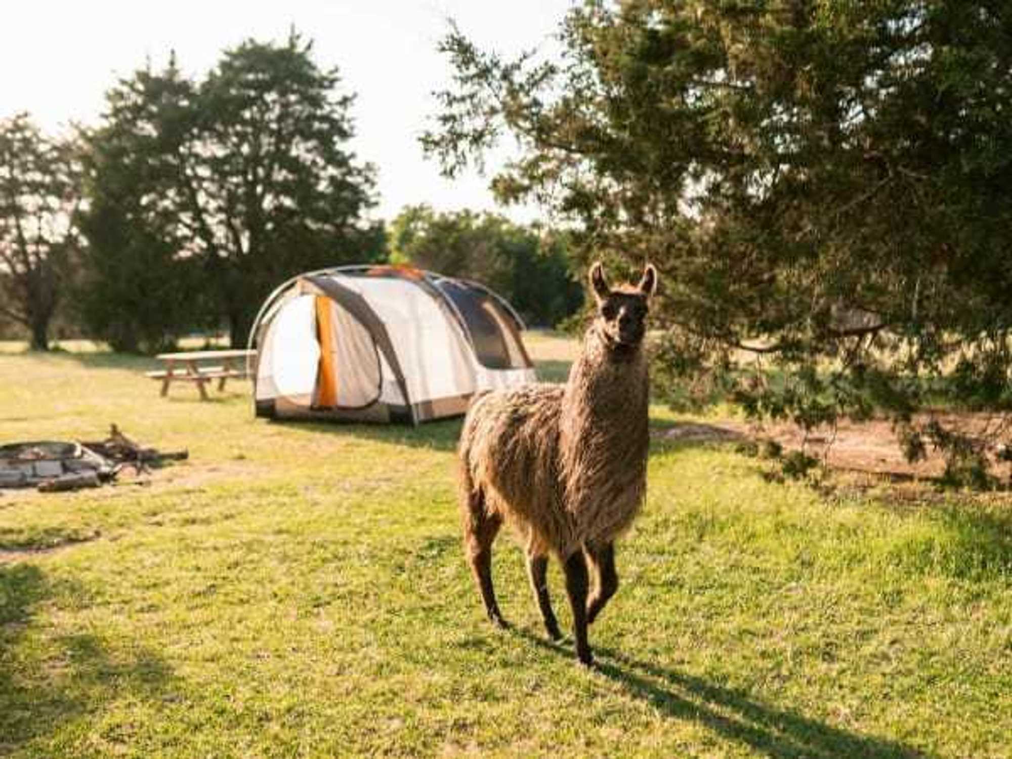 Llama Land Ranch in Tool, Texas