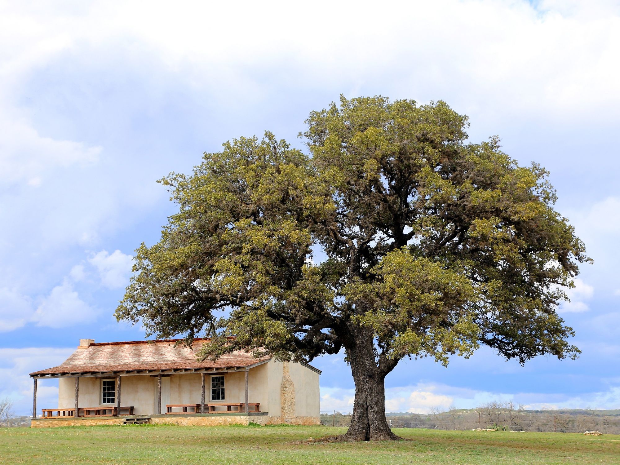 Lone live oak