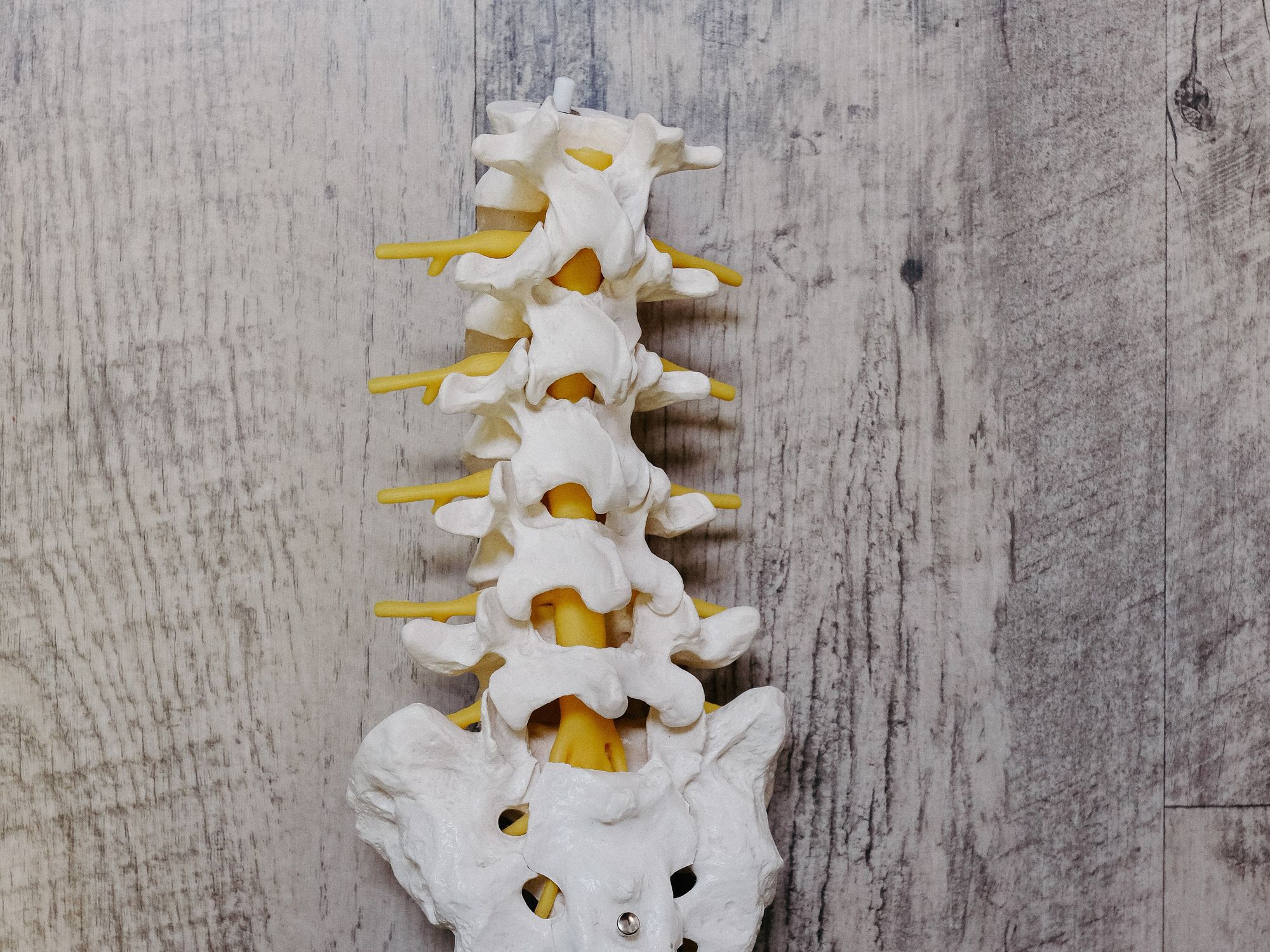 Lumbar spine