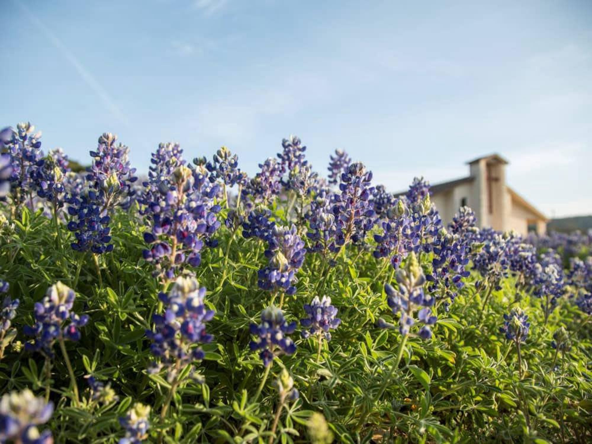 Marble Falls bluebonnet field, bluebonnets