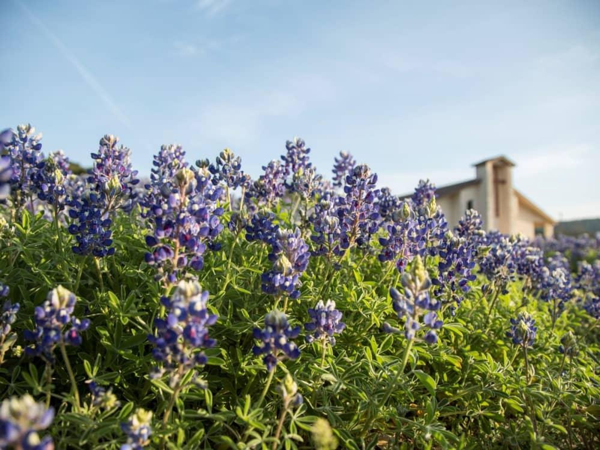 Marble Falls bluebonnet field, bluebonnets