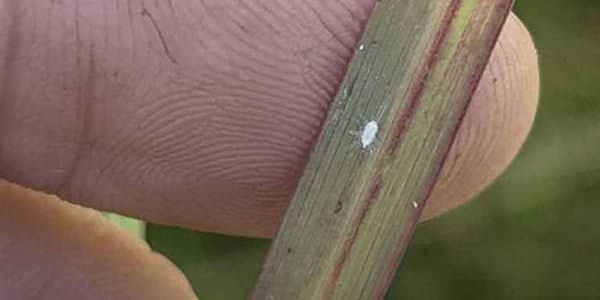 Pasture-destroying mealybug creeps nearer to San Antonio Pasture-destroying mealybug creeps nearer to San Antonio