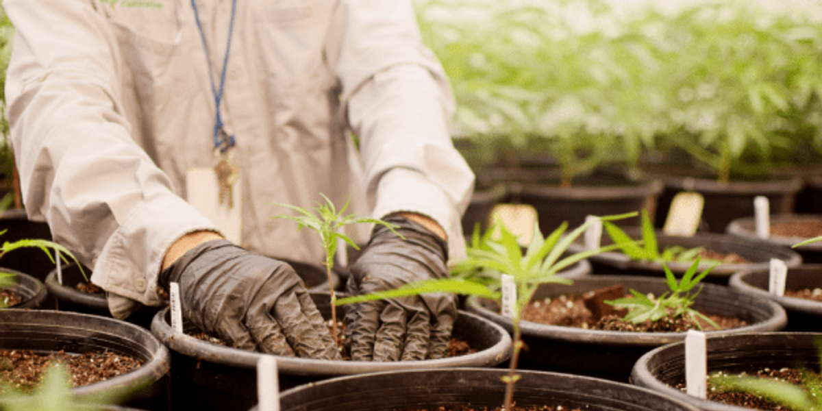 Texas’ first medical marijuana dispensary celebrates 6 years this October Texas’ first medical marijuana dispensary celebrates 6 years this October