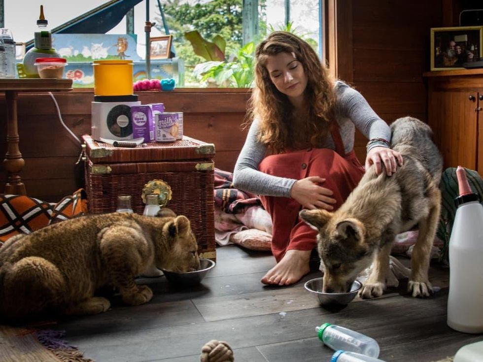 Molly Kunz and animals in The Wolf and the Lion