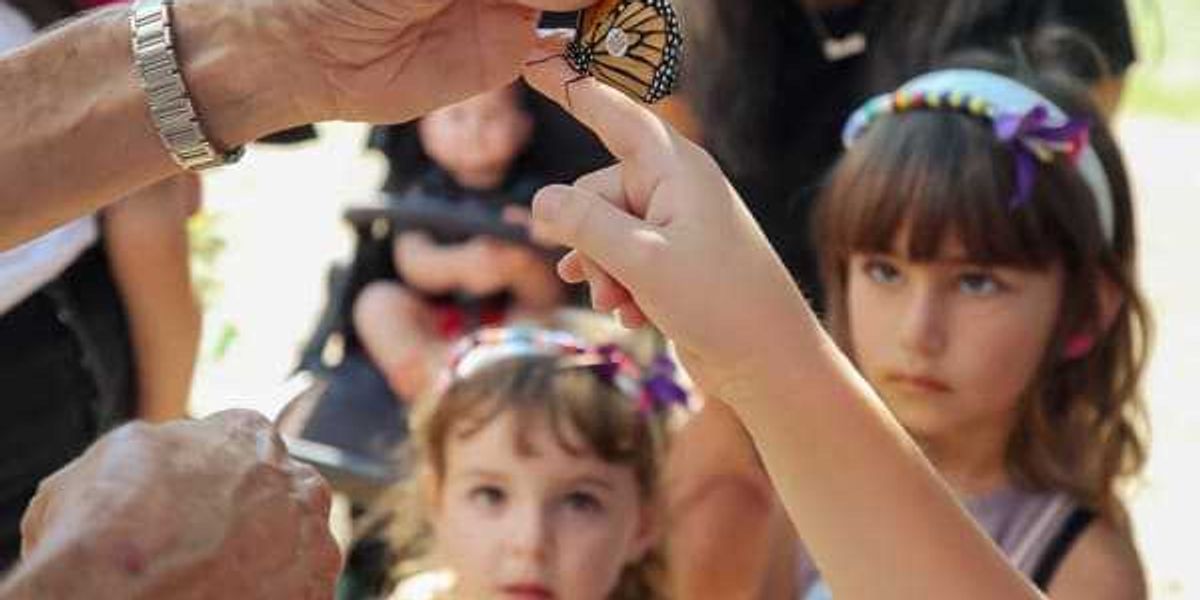 SA Monarch Butterfly Competition flutters to Brackenridge Park SA Monarch Butterfly Competition flutters to Brackenridge Park