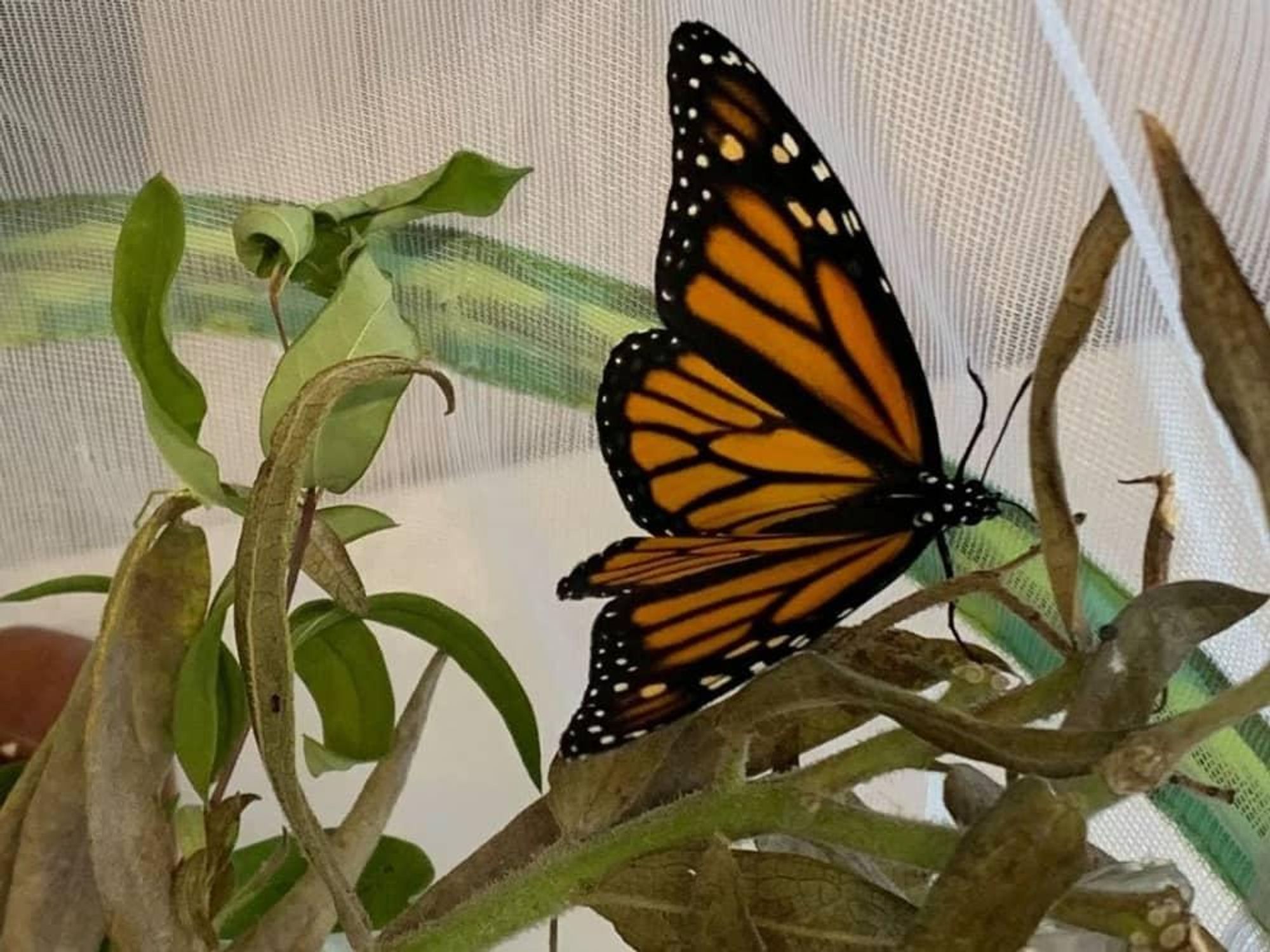 Monarch butterfly