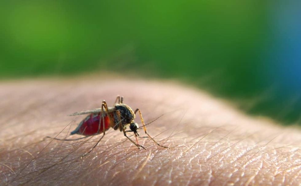 mosquito west nile virus