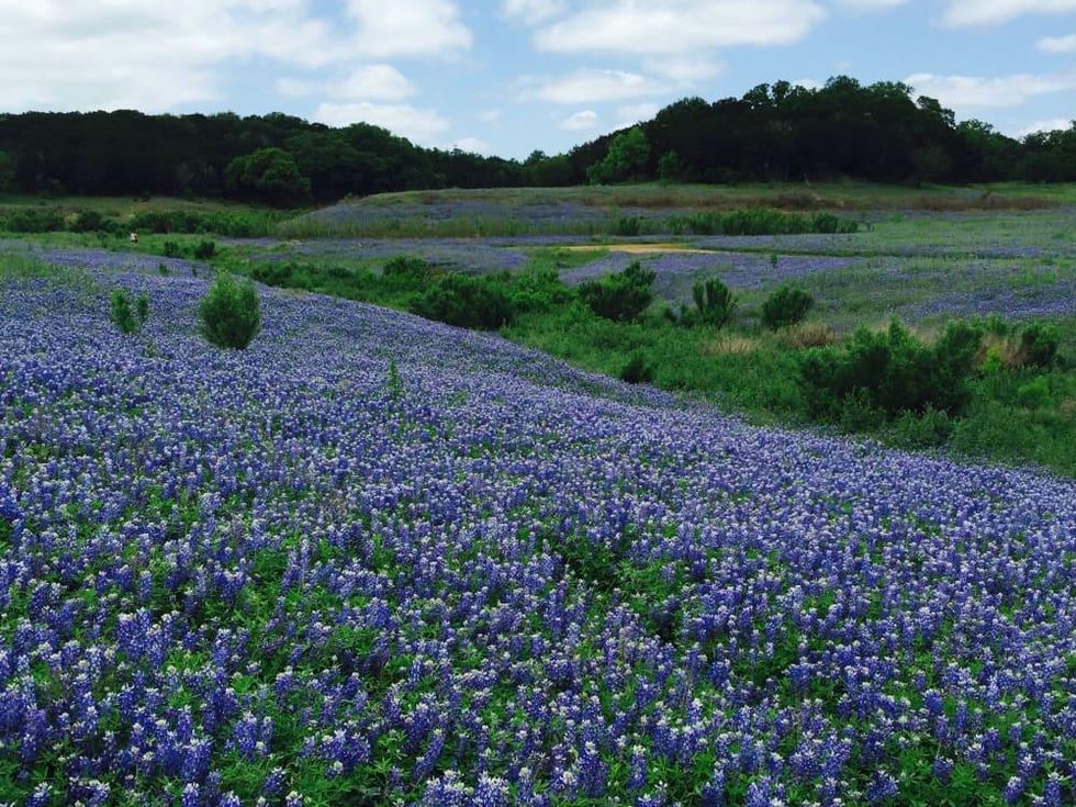 Muleshoe Bend wildflowers