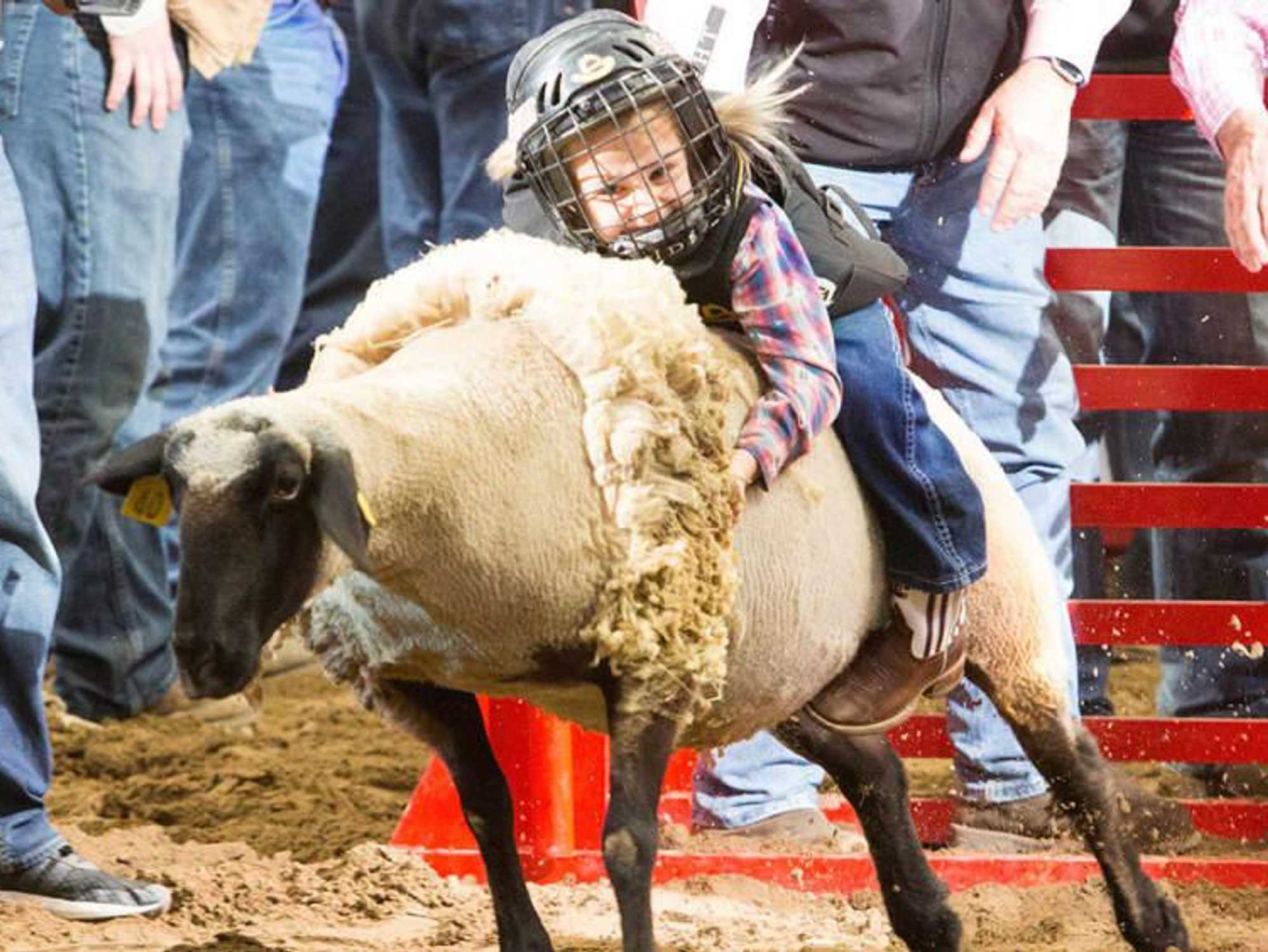 Mutton bustin'