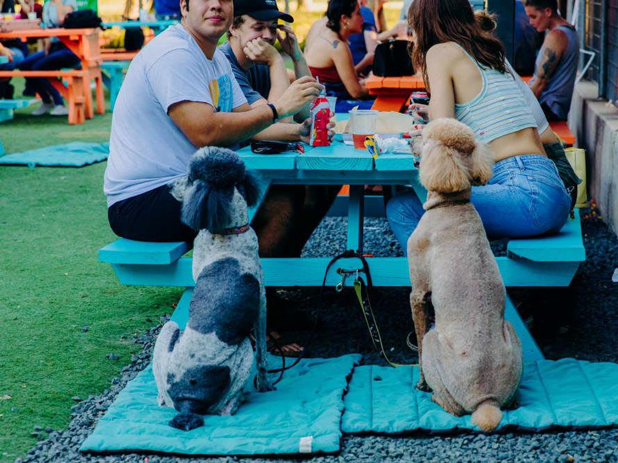 Official Fest of Tails Yappy Hour raised funds last fall to upgrade the dog facilites at McAllister Park.