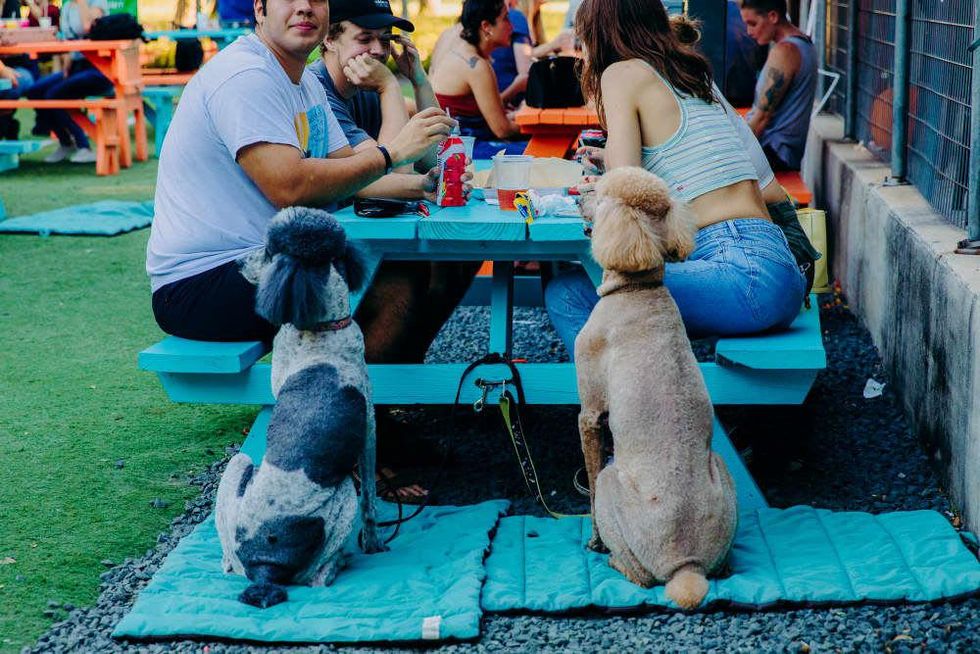 Official Fest of Tails Yappy Hour raised funds last fall to upgrade the dog facilites at McAllister Park.