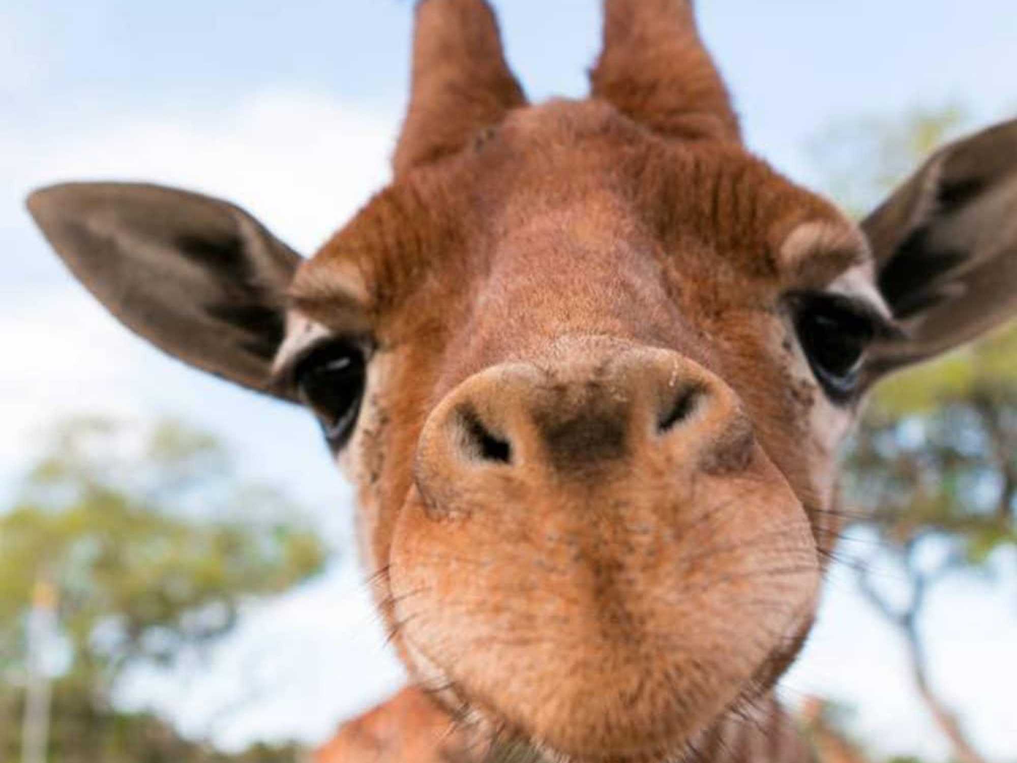 One of twin giraffes at Natural Bridge Wildlife Ranch close to camera