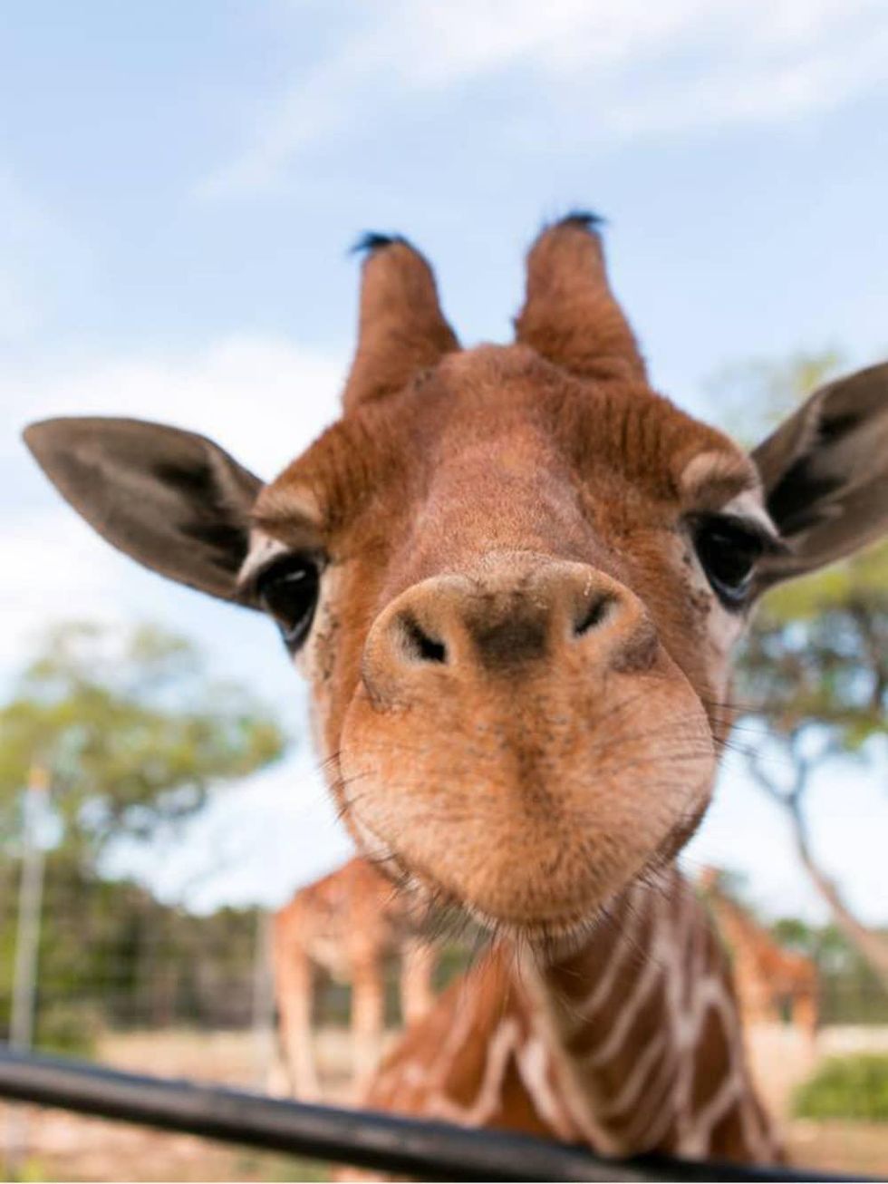 One of twin giraffes at Natural Bridge Wildlife Ranch close to camera