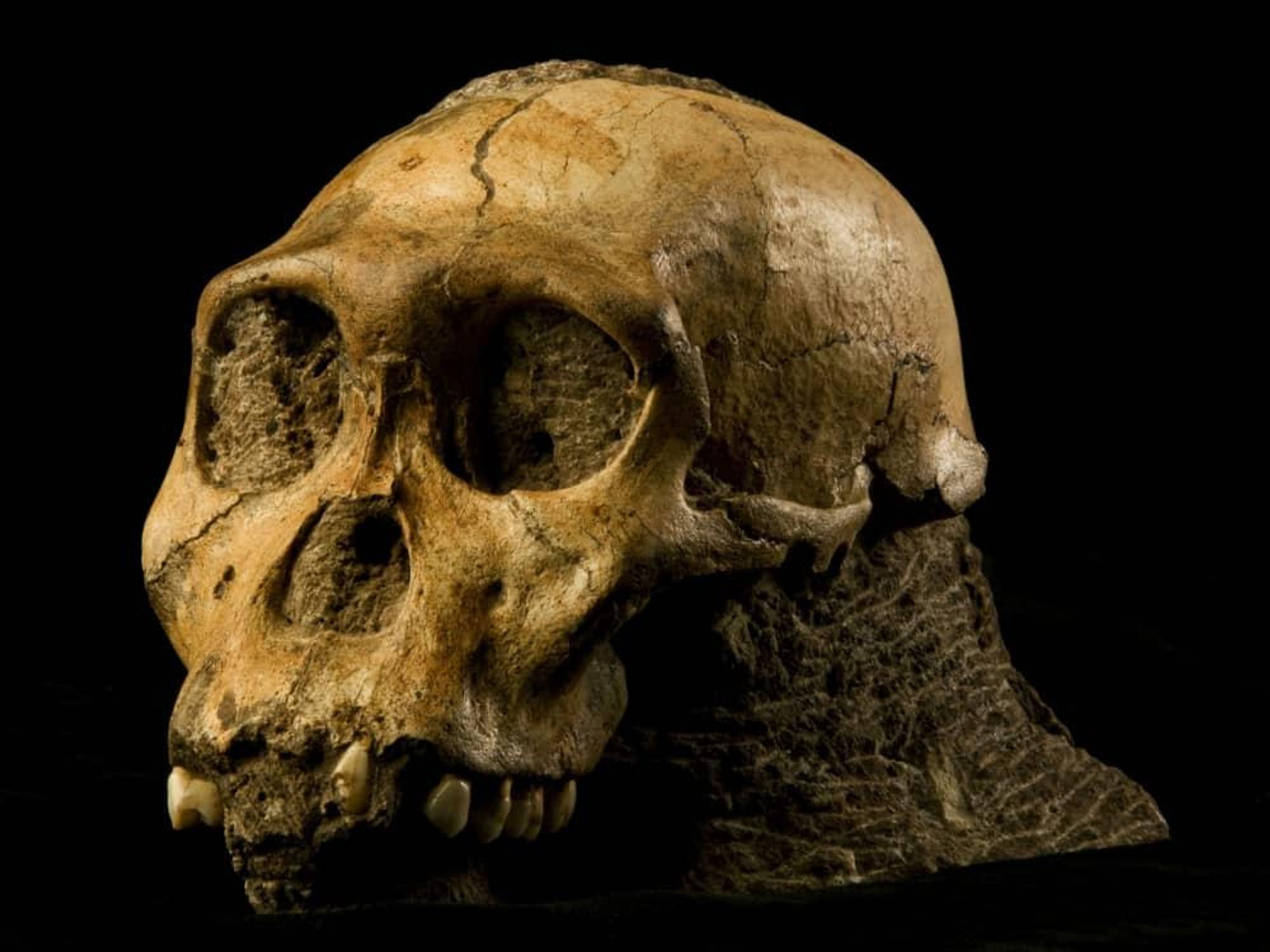 Origins: Fossils from the Cradle of Humankind