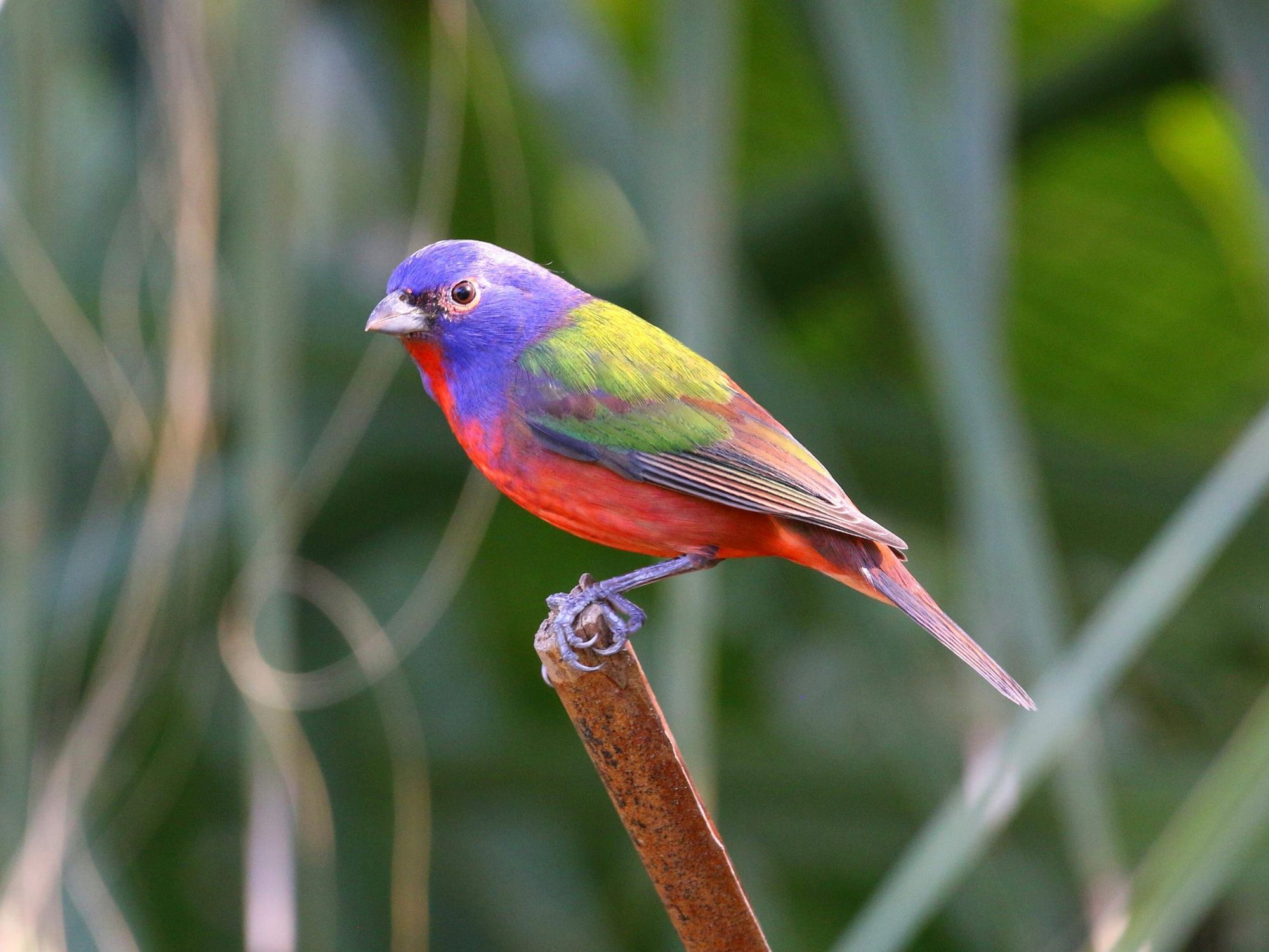Painted buntings, birdwatching in San Antonio