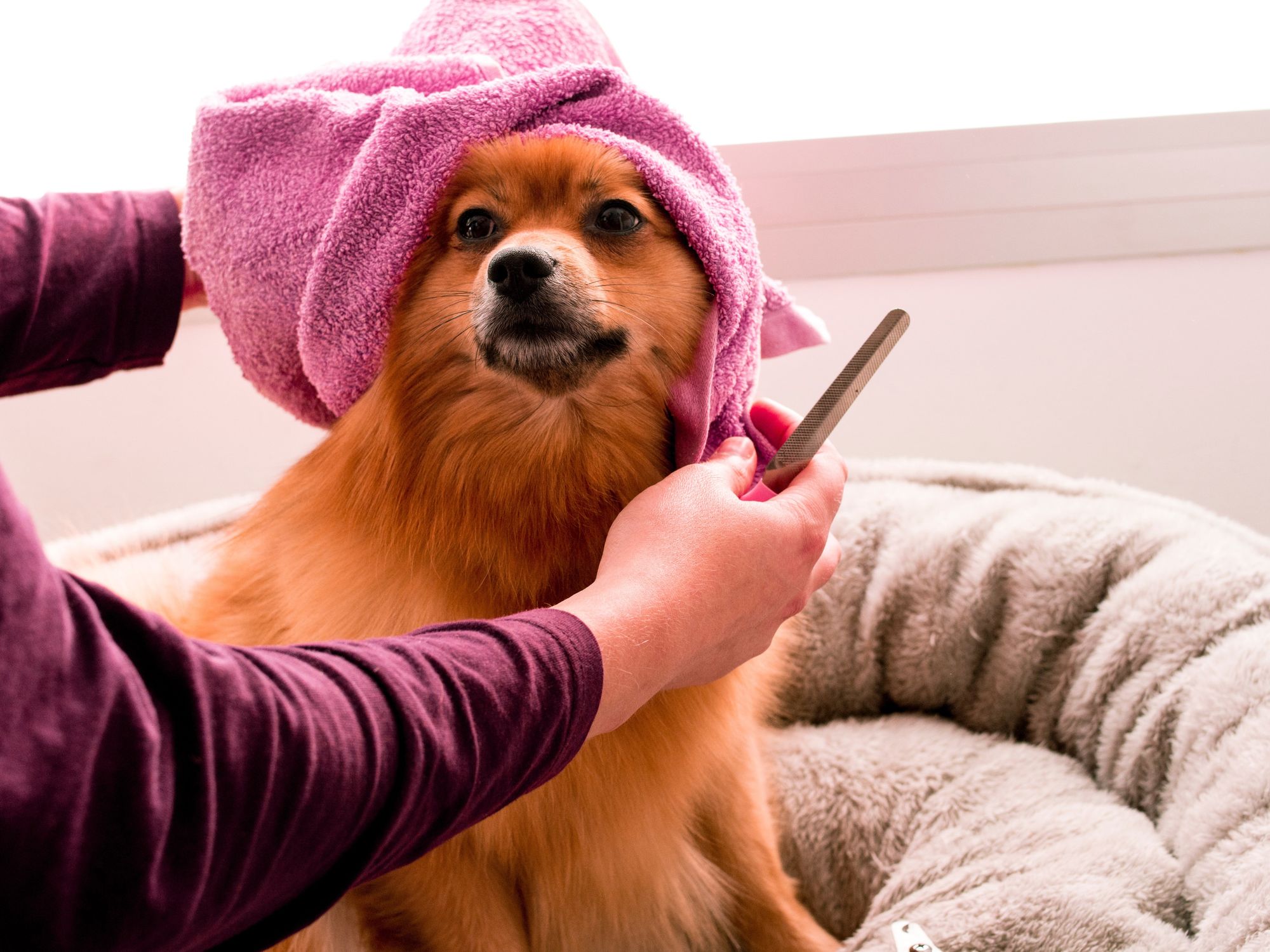 Pampered dog