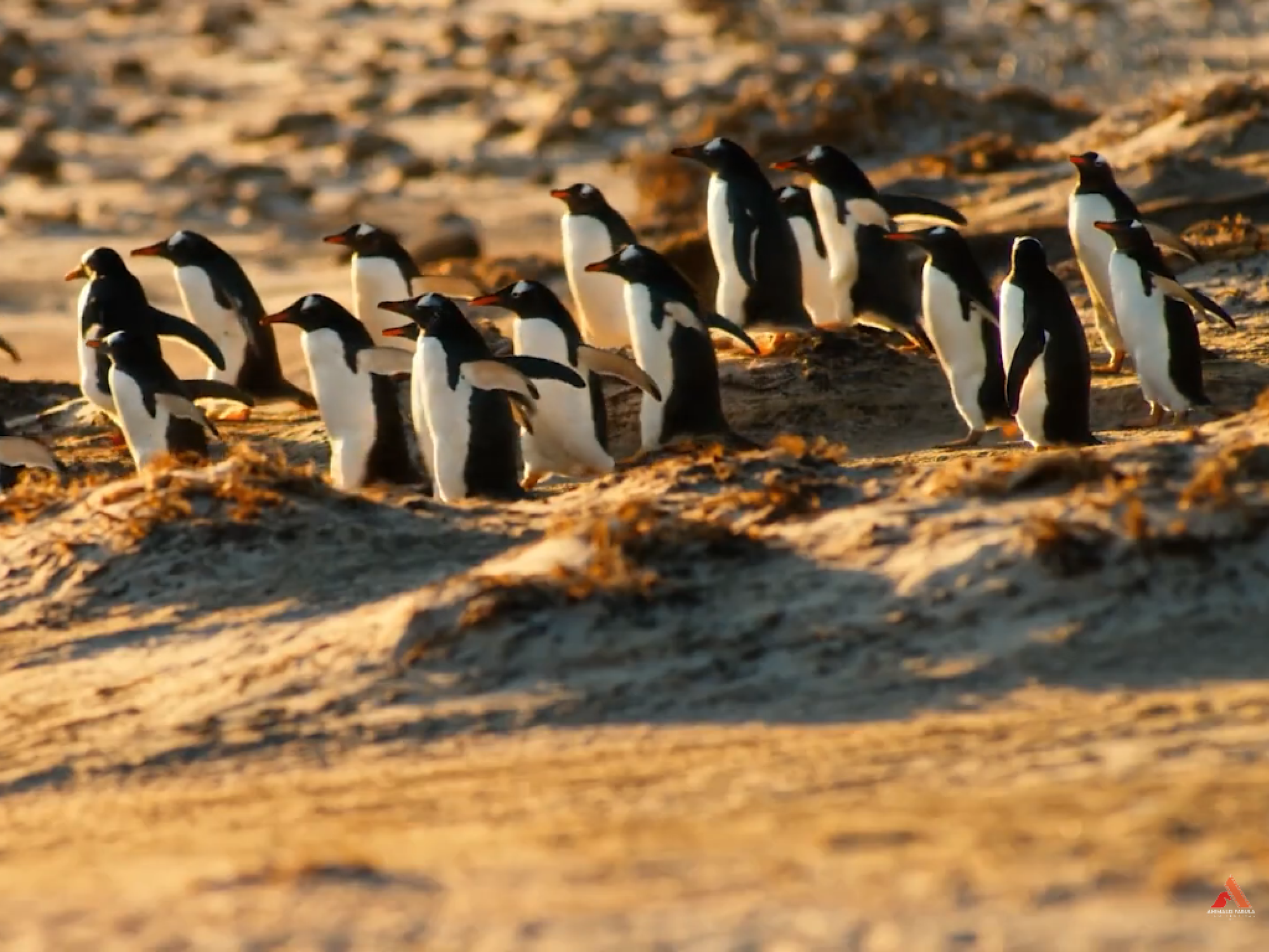 Penguins on a sandy beach