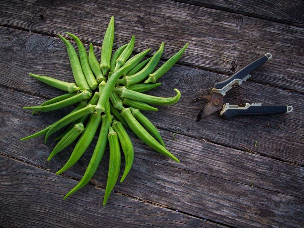 Photo of freshly harvested okra pods