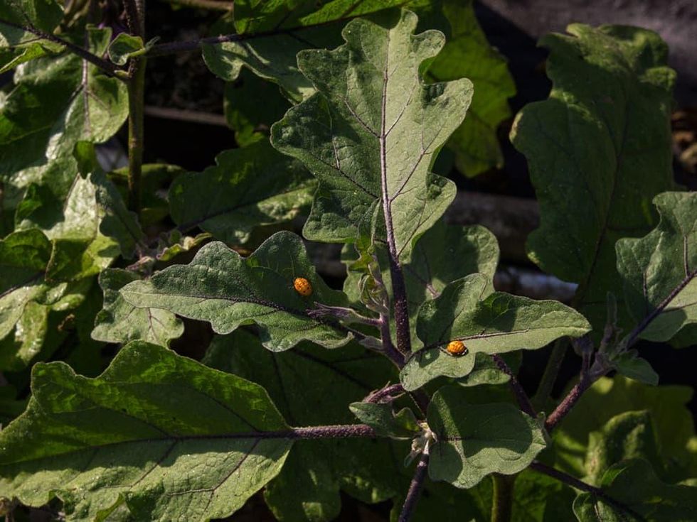 Photo of lady bug pupa on eggplant leaf
