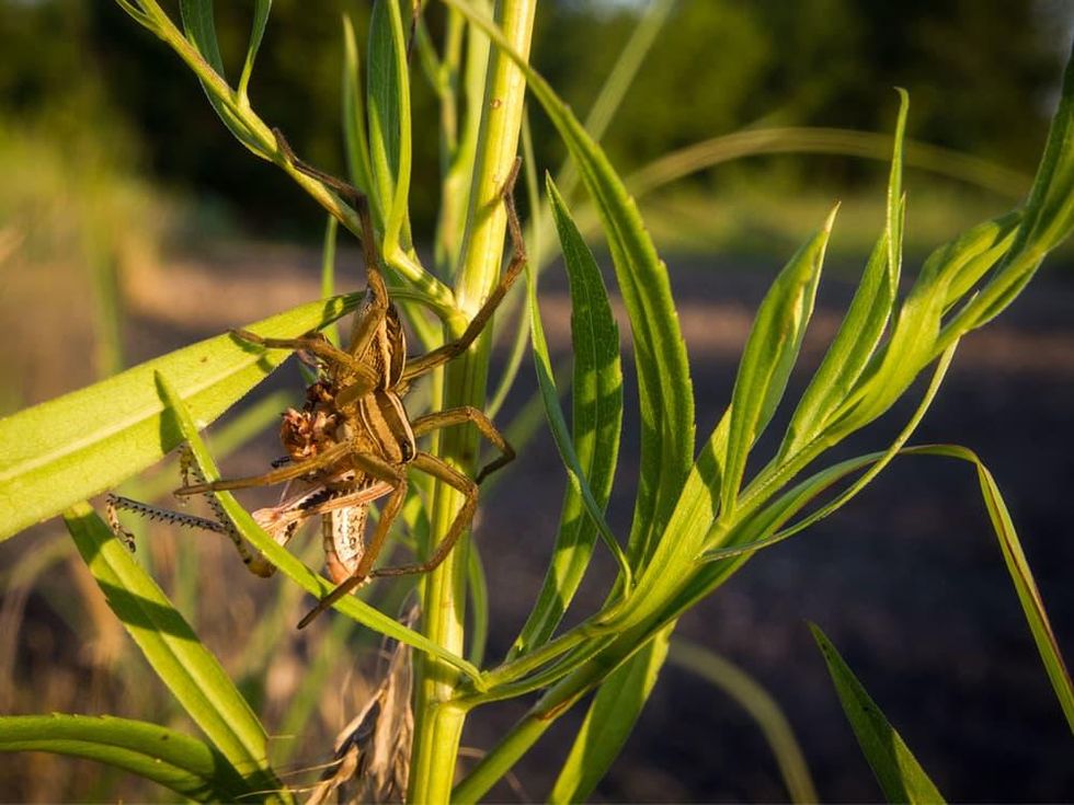 Photo of wolf spider eating grasshopper