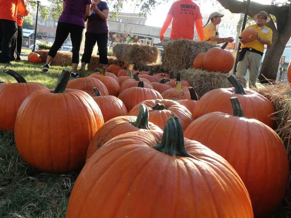 Pumpkin patch at Travis Park in San Antonio