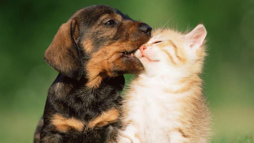 puppy kitten biting