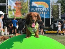 Puptopia Festival San Antonio at Travis Park - San Antonio Things