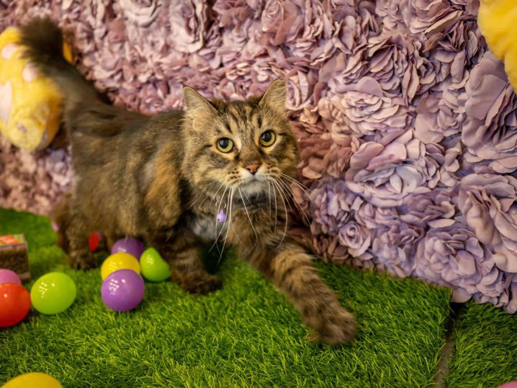 Purr-fecto Cat Lounge