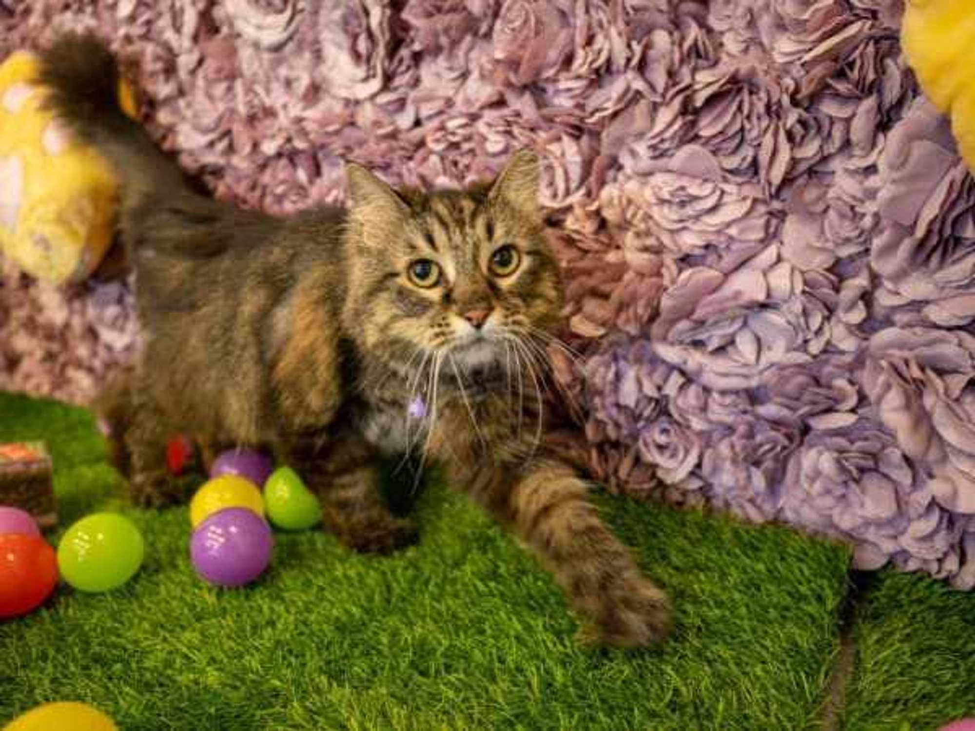 Purr-fecto Cat Lounge