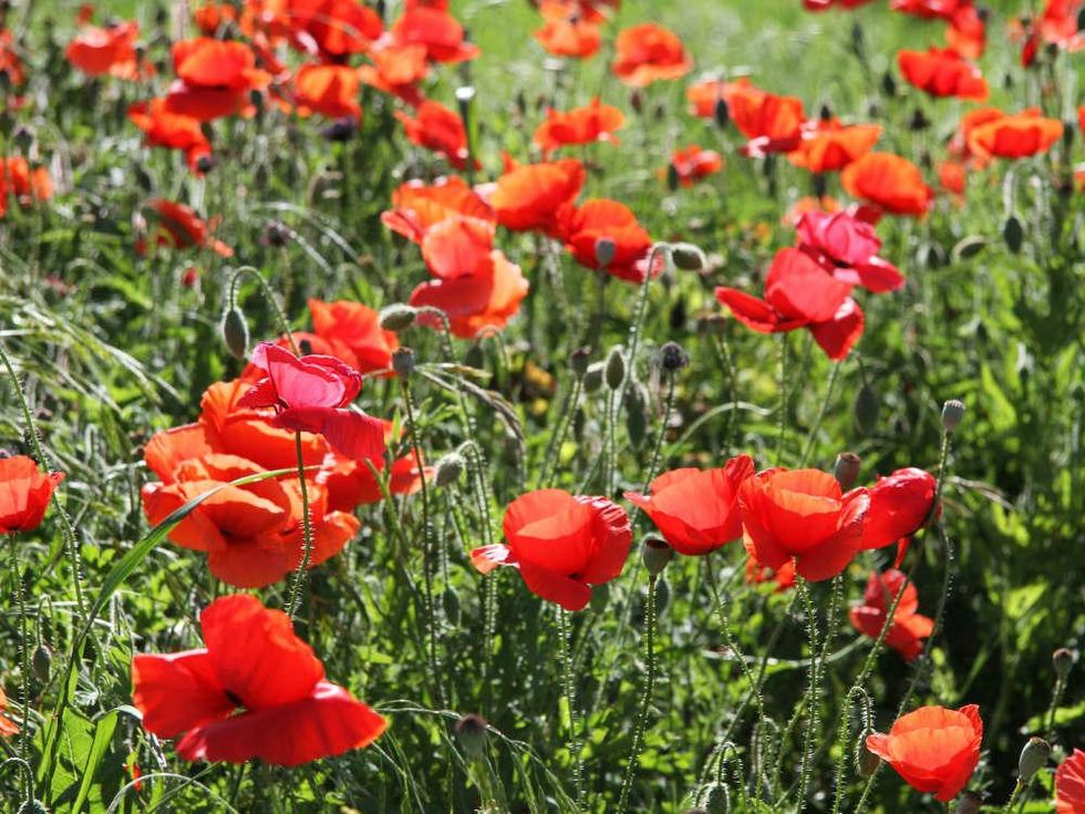 Red poppies in Georgetown