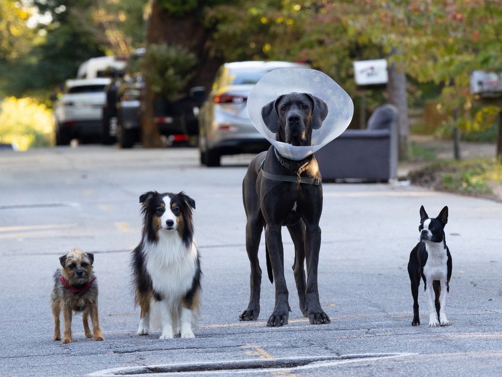 Reggie (Will Ferrell), Maggie (Isla Fisher), Hunter (Randall Park), and Bug (Jamie Foxx) in Strays