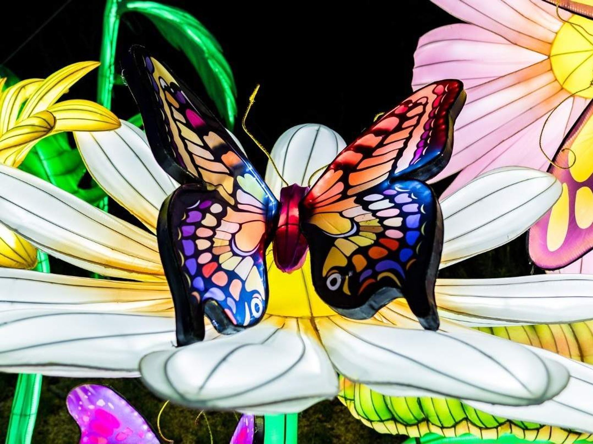 San Antonio Botanical Garden Illuminate