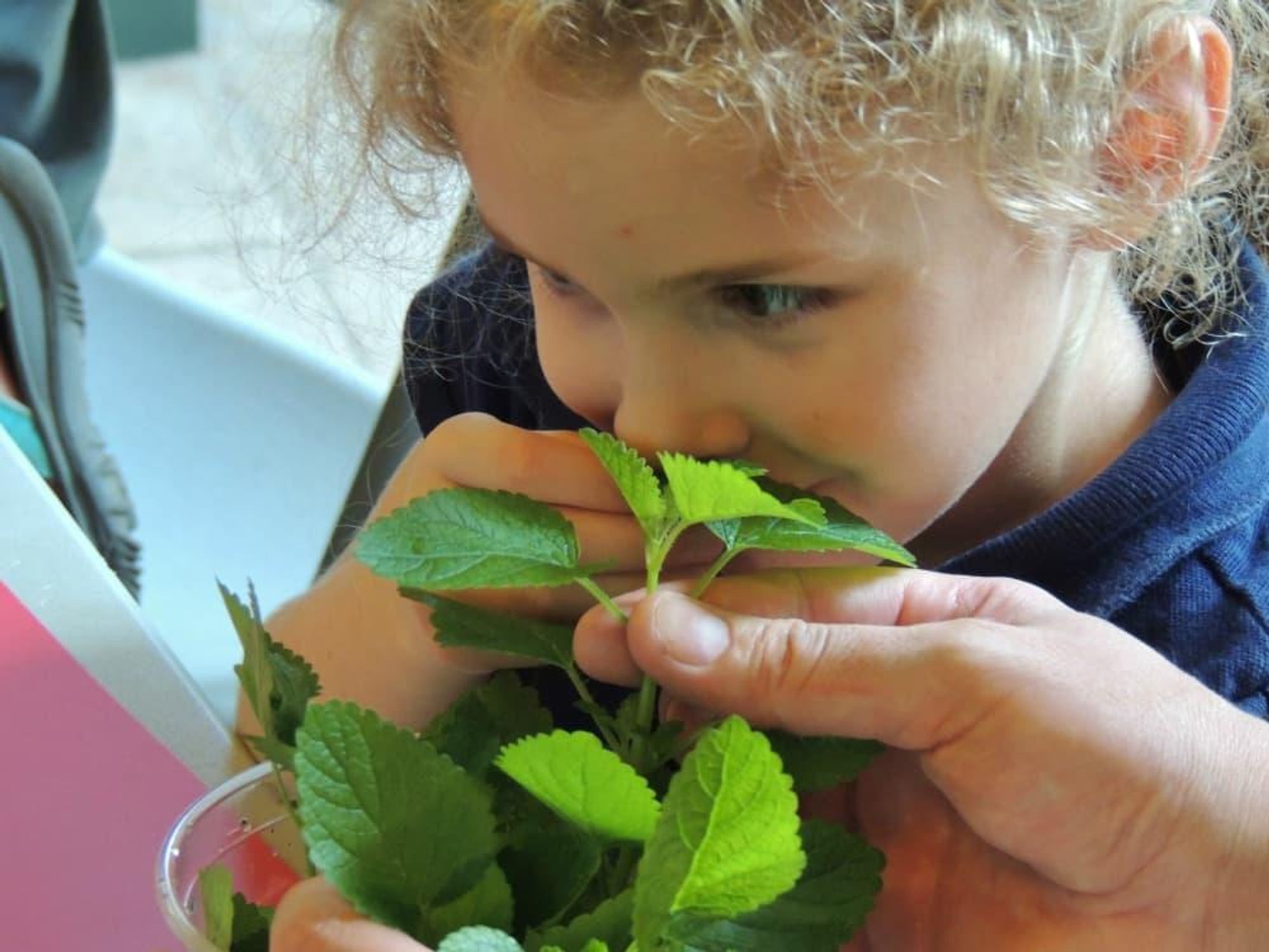 San Antonio Botanical Garden