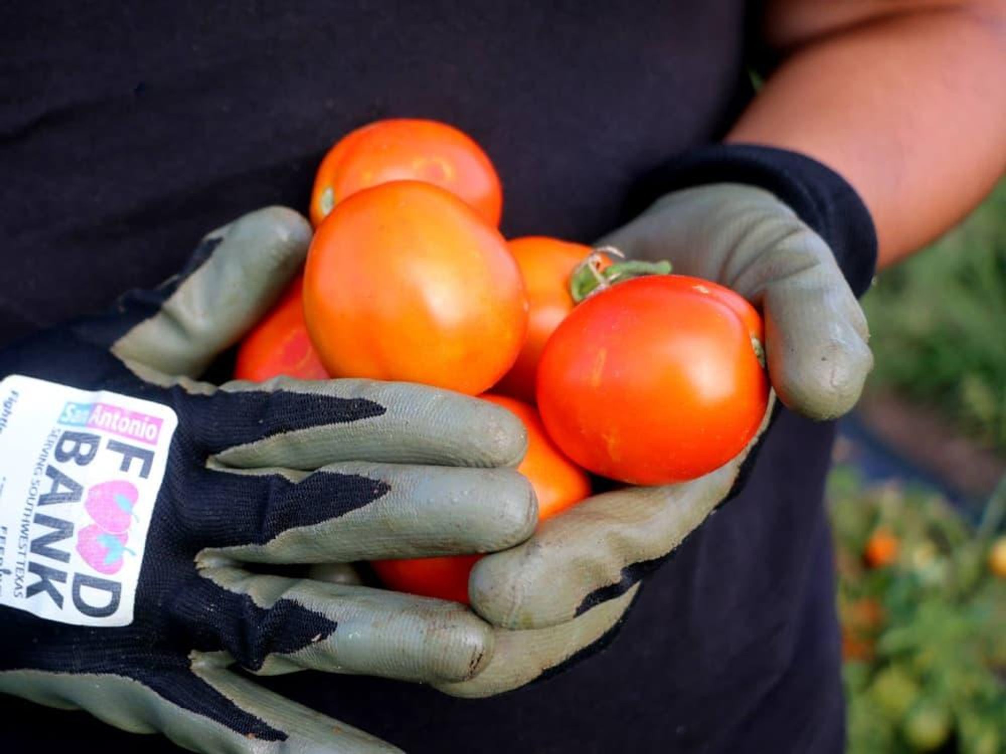San Antonio Food Bank volunteer farm