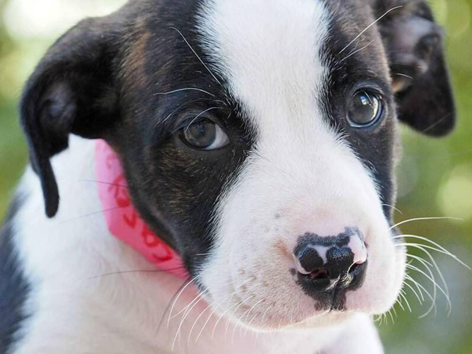 San Antonio Humane Society dog puppy