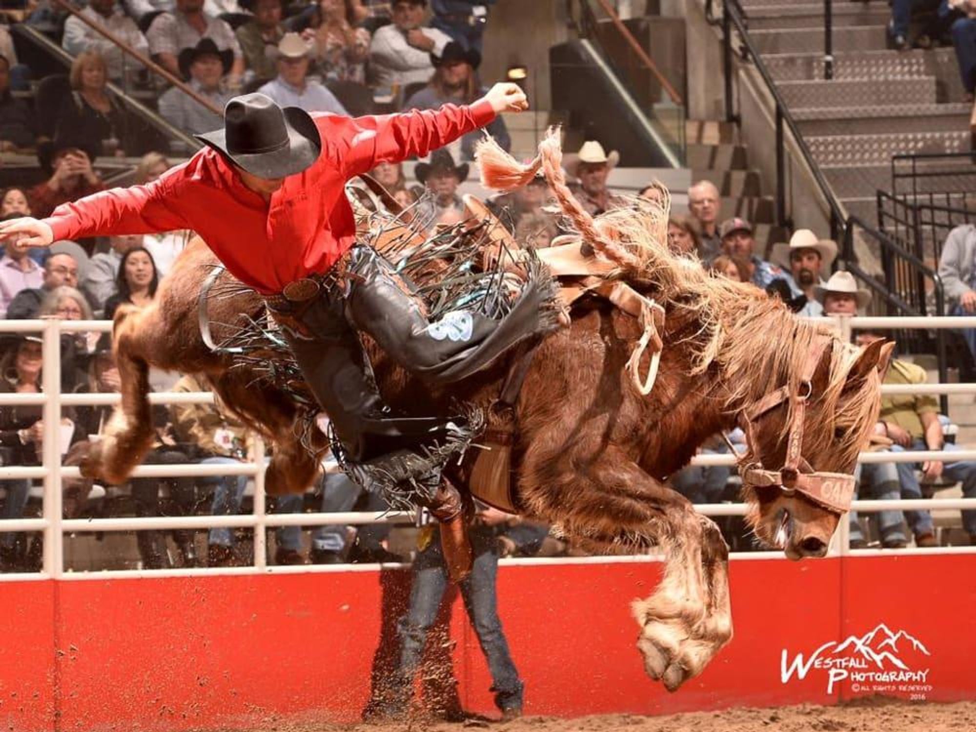 San Antonio Stock Show & Rodeo
