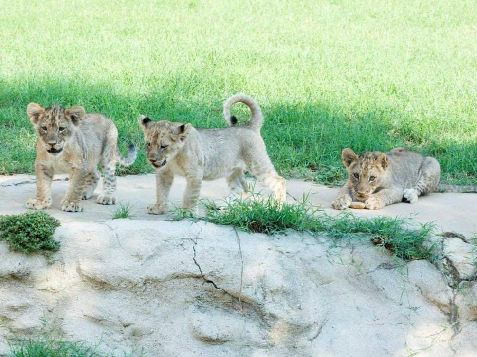 San Antonio Zoo baby lion cubs Tony Parker names Axelle Josh TP November 2015