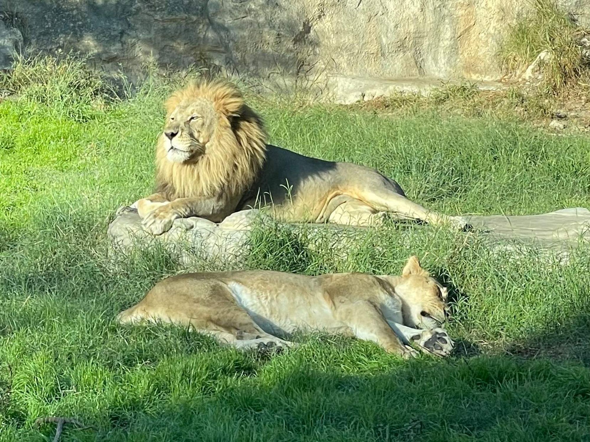 San Antonio Zoo lions