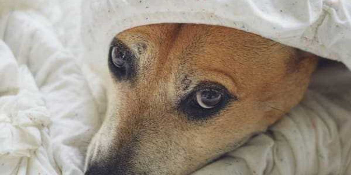 7 suggestions for preserving SA pets secure and calm throughout fireworks 7 suggestions for preserving SA pets secure and calm throughout fireworks