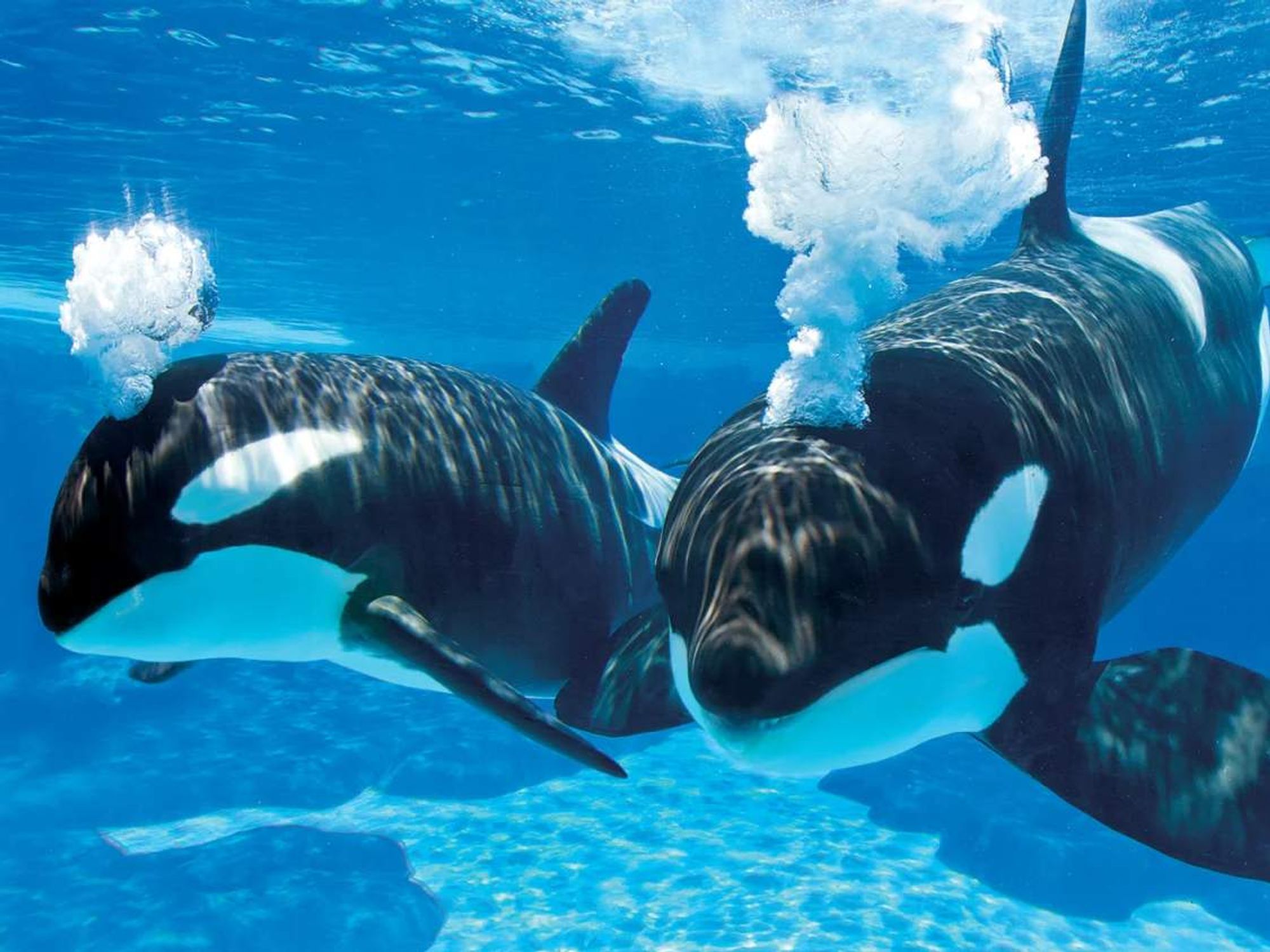 SeaWorld San Antonio orcas.